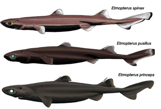tres etmopterus